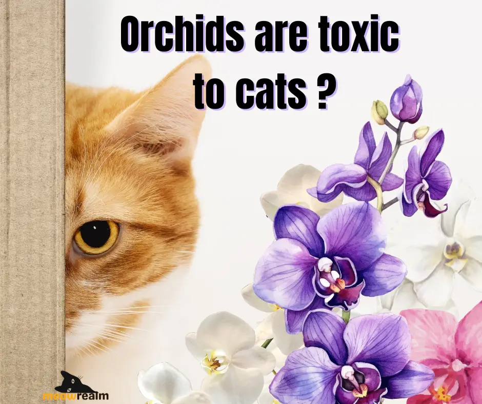 Are Orchids Poisonous to Cats