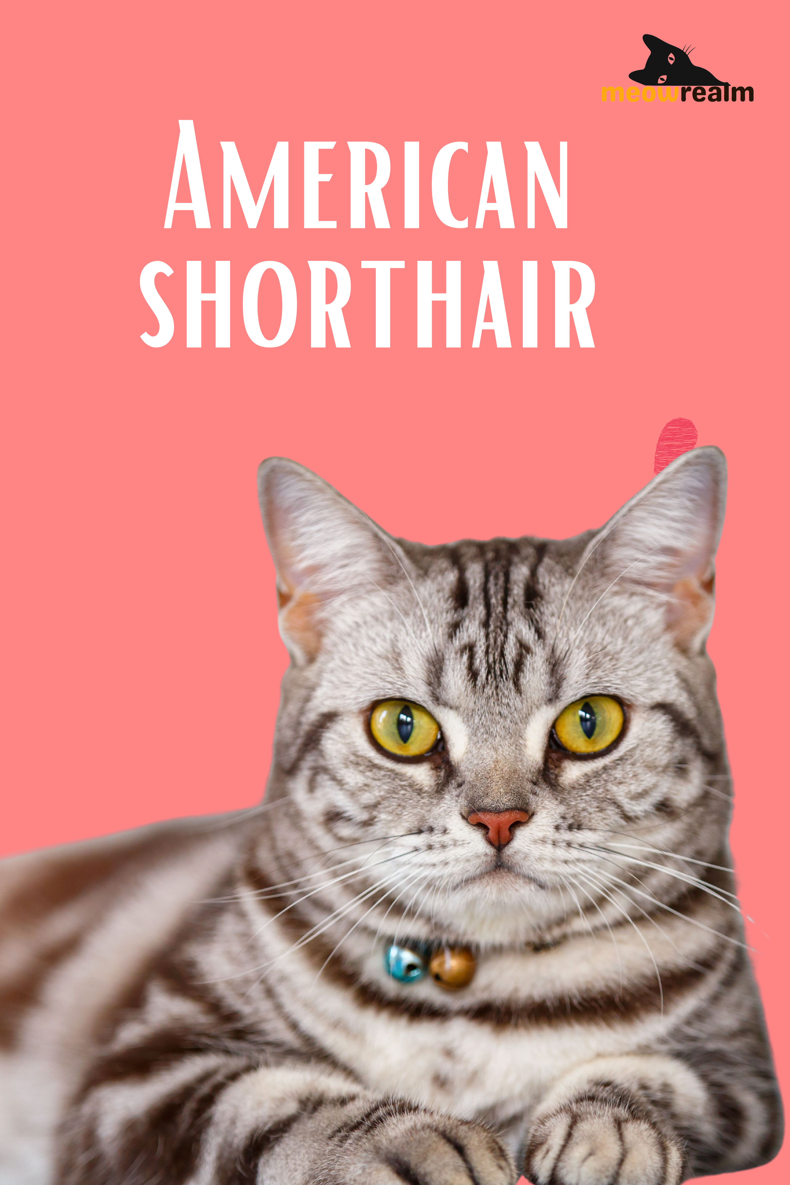 The American Shorthair Cat