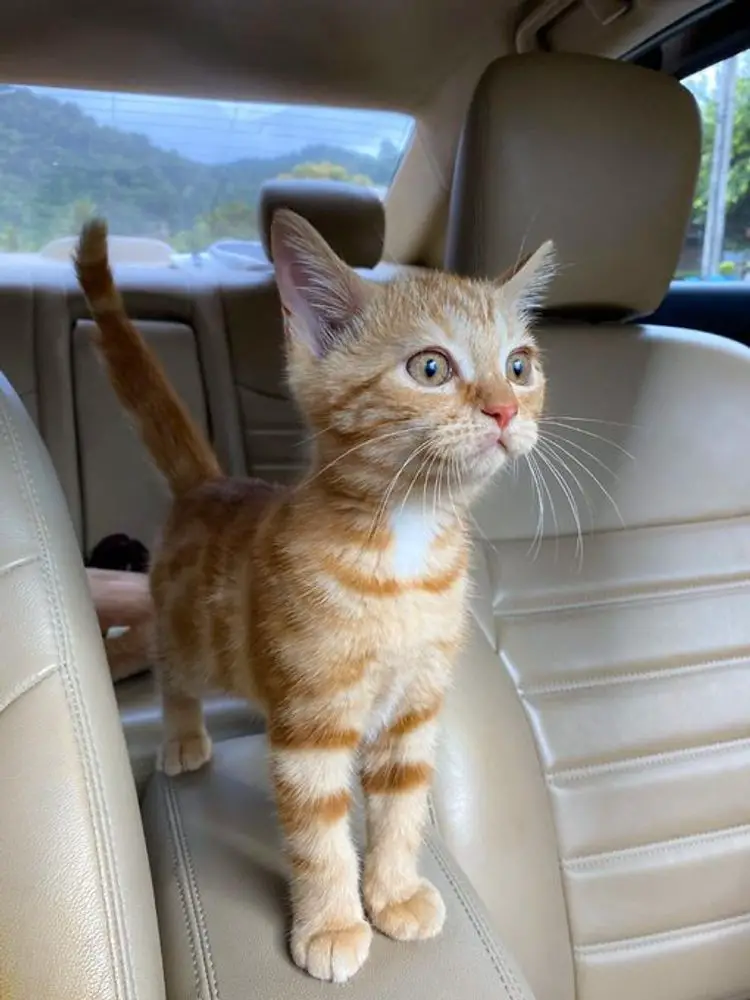 cats with fluffy tails