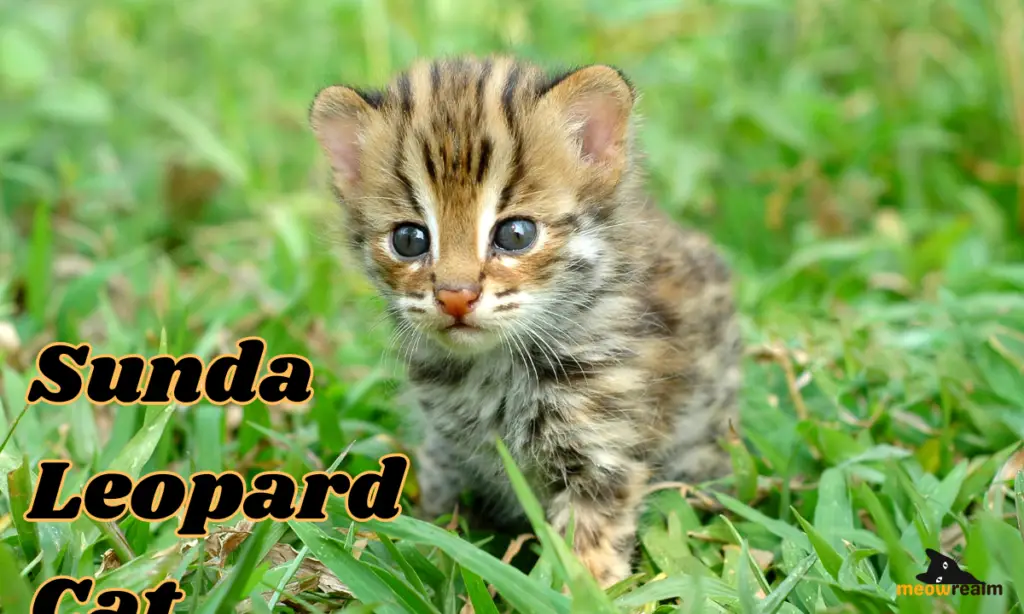 Sunda Leopard Cat