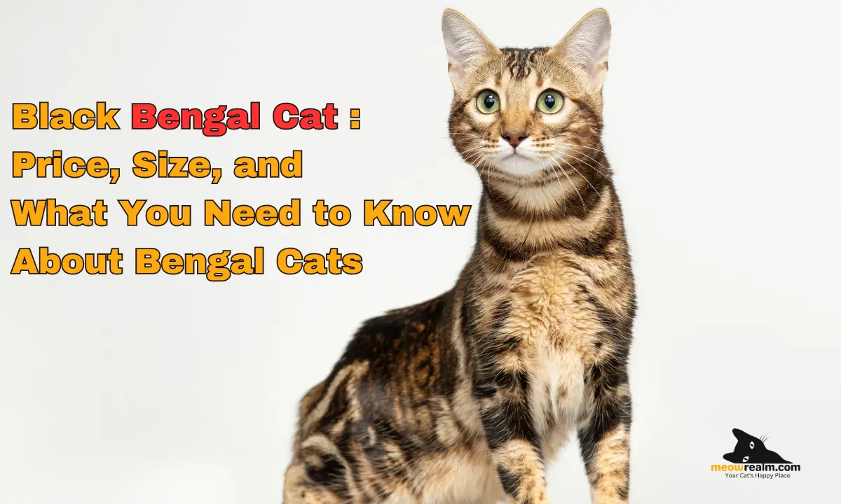 Bengal Cats