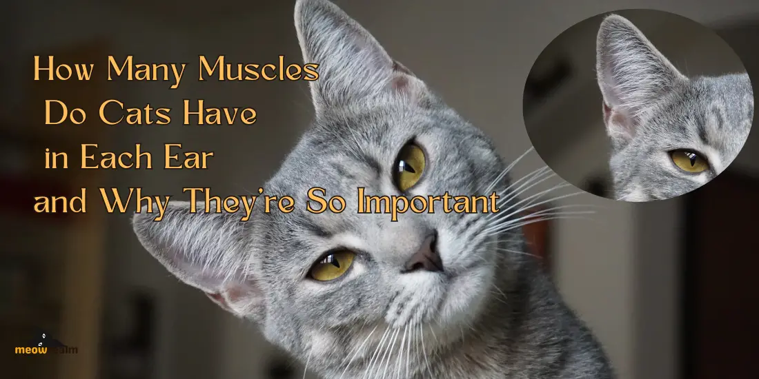 Muscles Do Cats