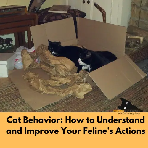 Cat Behavior
