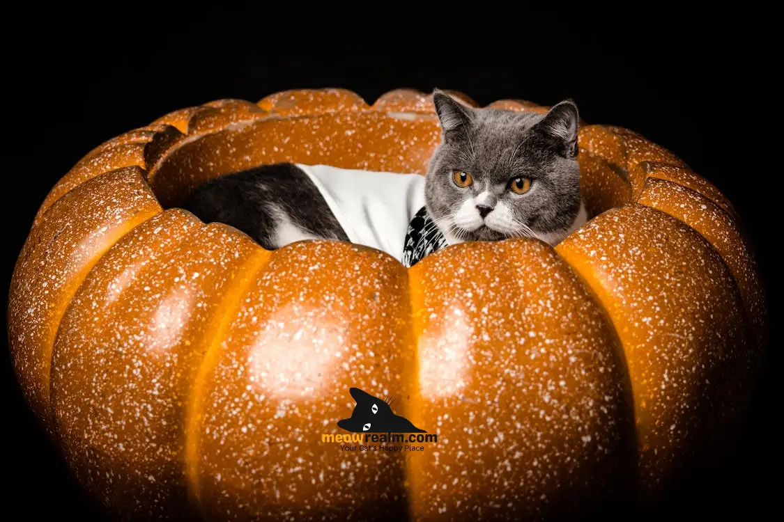 halloween cat