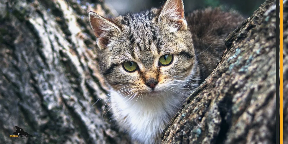 cat tree house