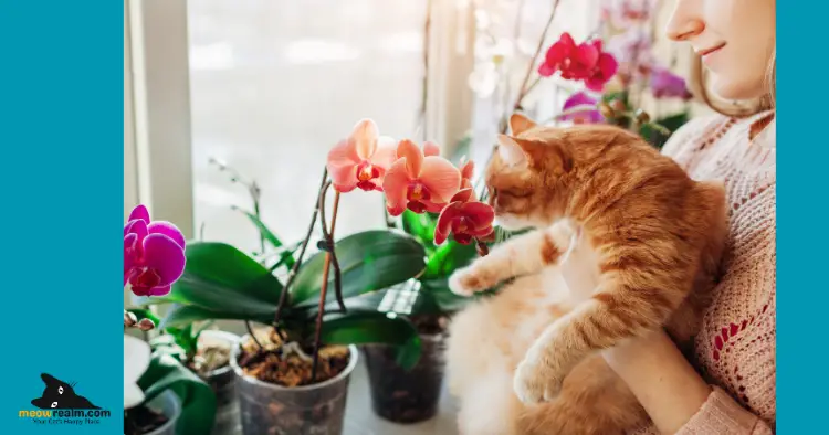 orchid plants and cats