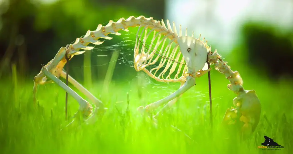 cat skeleton