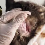 how to get rid of ear mites in cats