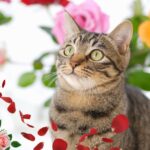 are roses toxic to cats