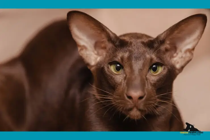 cats with big ears