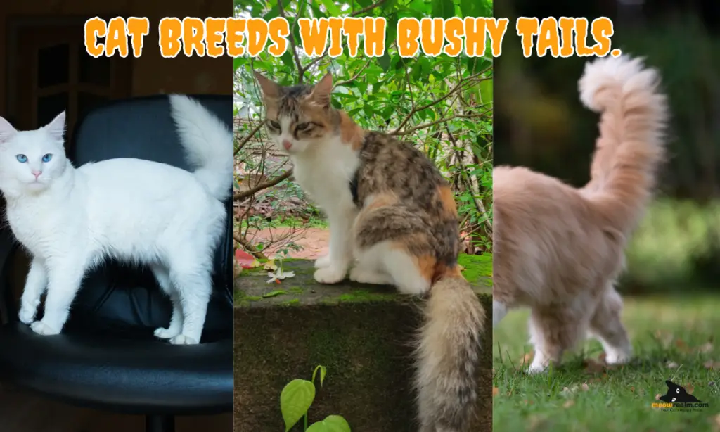 Cat Breeds with Bushy Tails