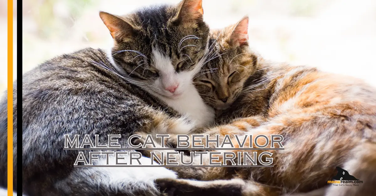 male cat behavior after neutering