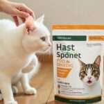 core health cat food